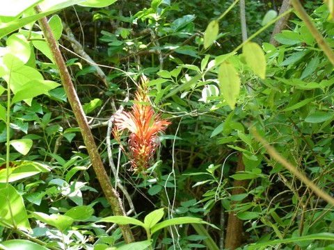 Fleur Ananas rouge-montagne.