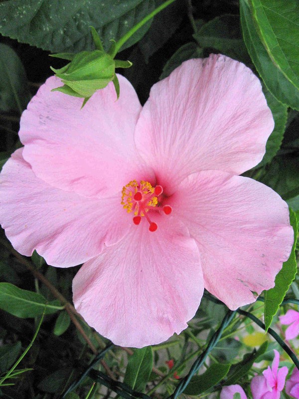 Fleurs d'hibiscus séché de Martinique 50 g