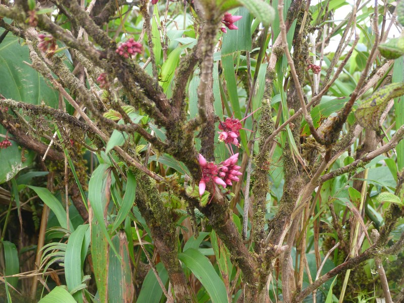 Fuschia-montagne de la Martinique.