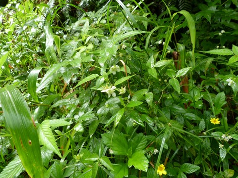 Fleur de Framboisier-pays (Martinique)