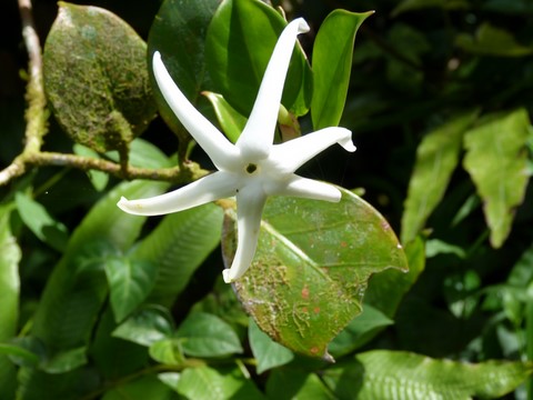 Le Jasmin-bois